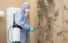 Reliable Bayonne, NJ Mold Remediation Solutions